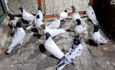 птиц: Иранские голуби, штрассеры пара 2000