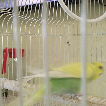 Tutuquşları: Dalmatin rəng çaları olan dalğalı tutuquşu (budgerigar) və qəfəs — 4