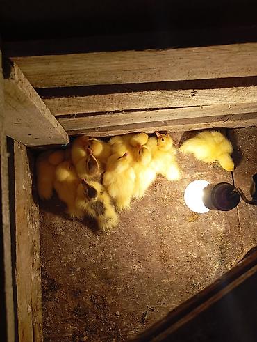 lavanda ördəyi: Lal ördek balaları qarışığ cinsdi sağlam heyvanlardi ünvan Binə — 2