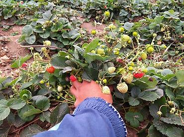 Другие специальности: Ищу рабочих на поле можно семейный.Работа на поле разно рабочий оплата — 8