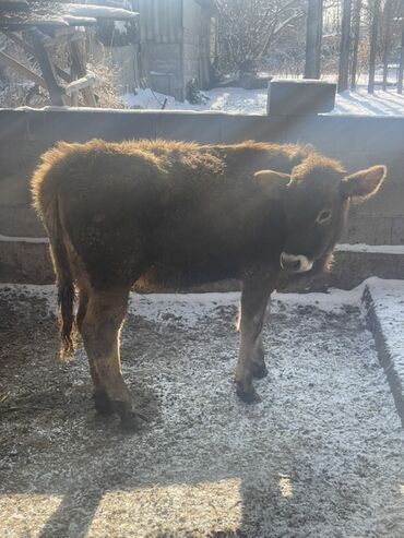 Коровы, быки: Продаю | Тёлка | На откорм, Для разведения, Для молока — 1