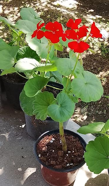 tikanli guller: 🌸 Kartenzia (Ortensiya) satışda! 🌸 Evinizə və bağınıza xüsusi gözəllik — 10