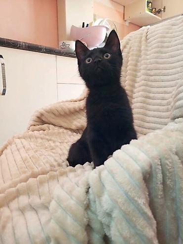 Отдам даром кошку: Кошка даром: Беспородная, 3 месяца, Мальчик — 8