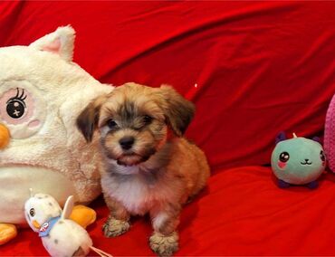 Psi: Na prodaju 5 prelepih dečaka havanskog bišona, stari 3 meseca. Od — 7