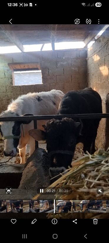 Коровы, быки: Продаю | Бык (самец) | Полукровка | На откорм | Привязанные — 6