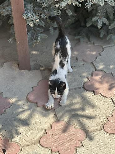 коён ош: 🐱 Отдам котят в добрые руки БЕСПЛАТНО! Даром 😔💔. Очень срочно! Ищем — 5