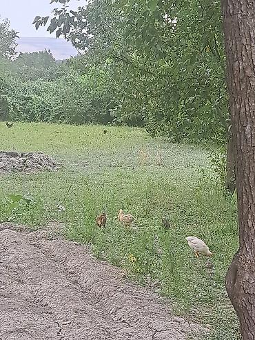 heyet evlerı: 3 otaqlı, 100 kv. m, Kredit yoxdur, Təmirsiz — 9