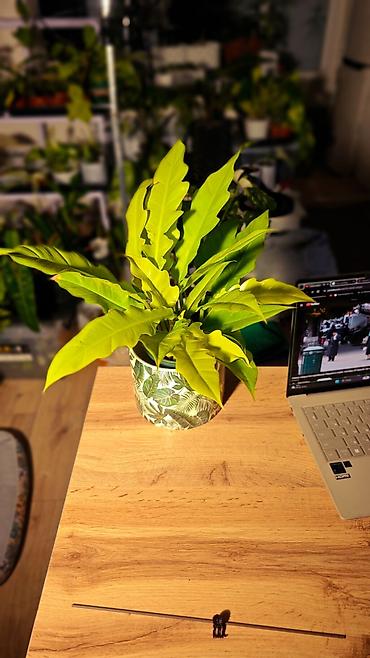 филодендроны: Филодендрон Голден Крокодайл (Philodendron Golden Crocodile) Три куста — 2