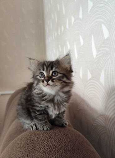 короткошерстная британская кошка: Уникальные котята МексиКантской породы ищут новый дом! Дата рождения