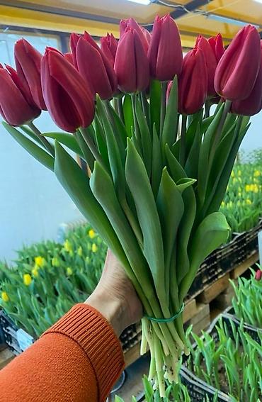 Цветы и букеты: ТЮЛЬПАНЫ ТЮЛЬПАНЫ ТЮЛЬПАНЫ на 8 марта. Бронь - Палитра: ярко‑желтые — 4