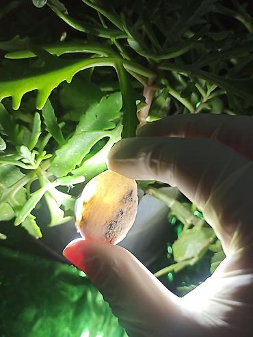 Digər kolleksiyalar: İşıq keçirən Təbii Mineral Daşlar 💎Qiymətlə bağlı maraqlananlar zəhmət — 7