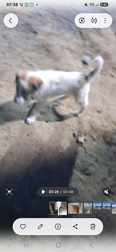 cane corso satilir: 2 ay, Peyvəndli — 4
