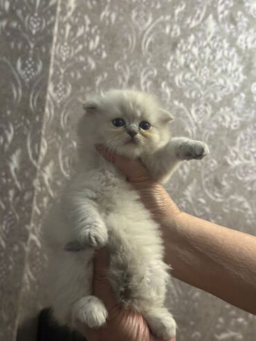 Şinşilla, Erkək, Dişi, Ünvandan götürmə