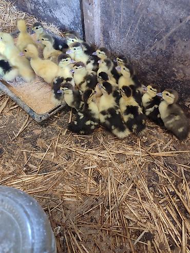 quşlar: Muscovy ördək balaları (indo-ördək civcivləri) - Cins: Muscovy — 5