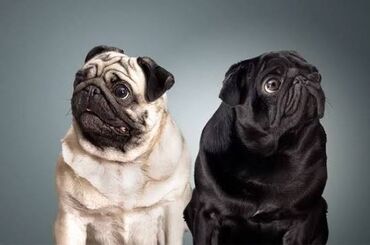 сколько стоит хаски щенки: Куплю мопса девочку для семьи) уход и любовь 💘 на все 100% Сумма