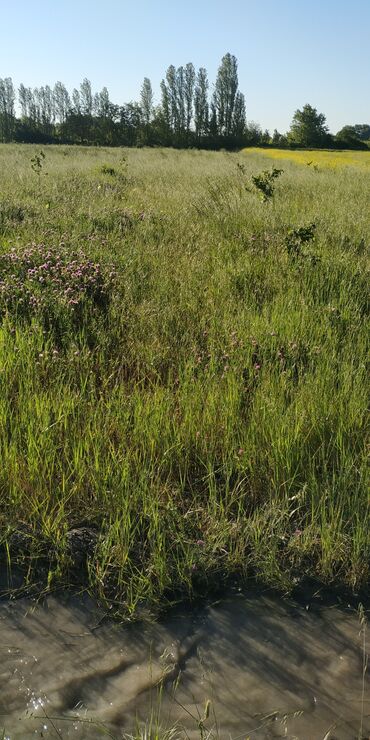 Torpaq sahələrinin satışı: 116 sot, Kənd təsərrüfatı, Barter mümkündür, Kupça (Çıxarış) -da lalafo.az — 11 Torpaq sahələrinin satışı: 116 sot, Kənd təsərrüfatı, Barter mümkündür, Kupça (Çıxarış) — 11