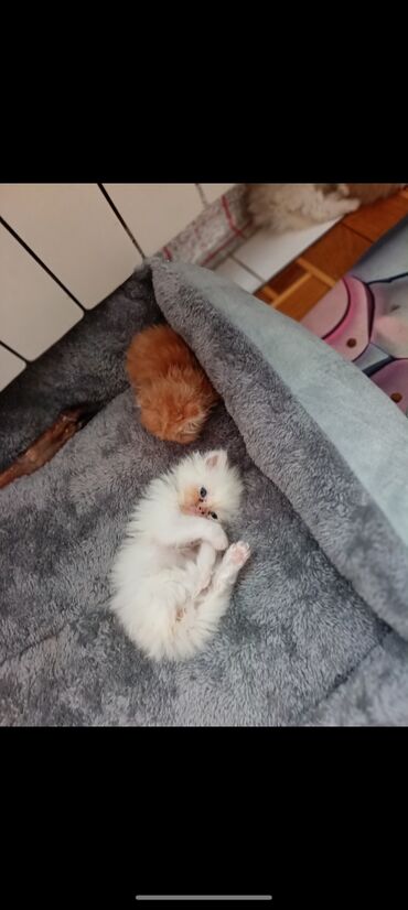 Pişiklər: Britan — 3