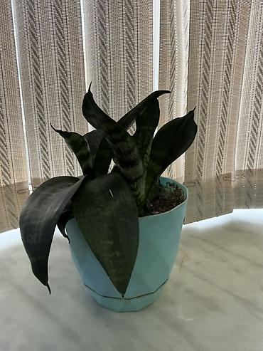 etotu bitkisi: Çatdırılma Ayna Sultanova Azadlıq metrosu. Sansevieria (Qaynanadili) — 1