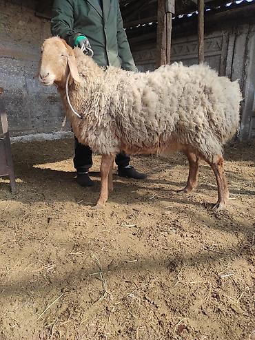 Баран, овца: Продаю | Овца (самка) | Для разведения | Ярка — 9