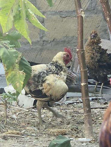 cins xoruz harda banliyar: Məhsul: xoruzları 5-6 aylıq. 14 manat mesaj yazın geri dönüş edəcəm — 2