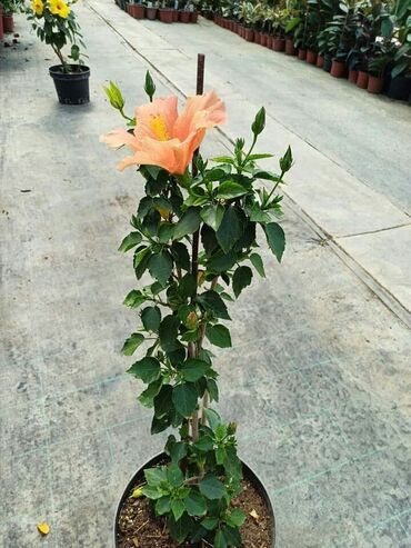 Ostale kućne biljke: Hibiskus vise boja po super ceni na lalafo.rs — 8 Ostale kućne biljke: Hibiskus vise boja po super ceni — 8