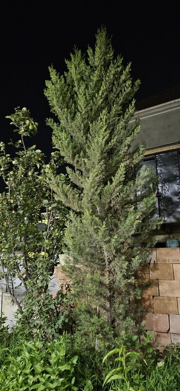 Buket güllər: Hündür boylu, yaşıl iynəyarpaqlı ağac, bağçalar, parklar və ya yaşayış