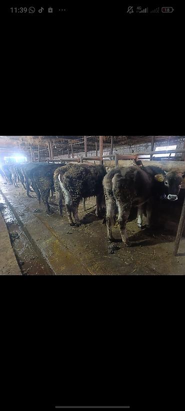 Коровы, быки: Продаю | Тёлка | На откорм | Привязанные — 7