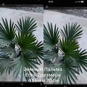 сингониум купить: ПАЛЬМА УЛИЧНАЯ МОРОЗОСТОЙКИЕ вероятно, ливистона/сабаль) в контейнере — 4