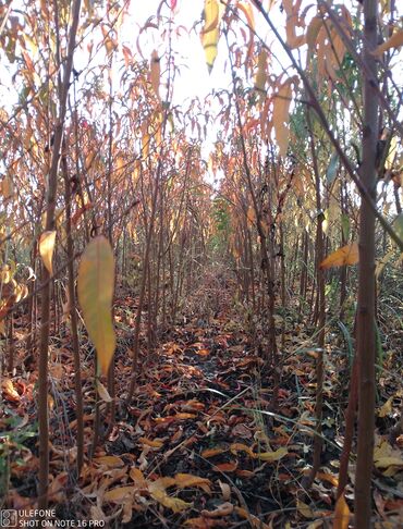 Şitillər: Meyvə tingləri satışdadır və sağlam zəmanətli sifariş verə bilərsiz -da lalafo.az — 2 Şitillər: Meyvə tingləri satışdadır və sağlam zəmanətli sifariş verə bilərsiz — 2