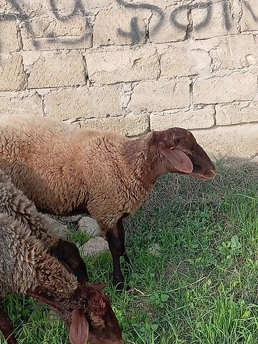 mal bazari: Temiz Qala heyvanidi bogazdir birinci qarina dogacaq. Tecili pul — 1