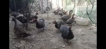 ordəylər: Salam hər kəsə! Əlimdə Bronze Muscovy Duck və Chocolate Muscovy Duck — 8