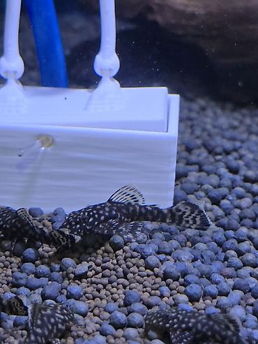 Рыбы: Анциструс звездчатый (плекостомус, «Starry/White-spotted Bristlenose») — 4