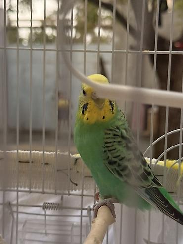 sessiz kompresör: Məhsul: Dalmatian gözəllikdə iki dalğalı tutuquşu (budgerigar) və tam — 3