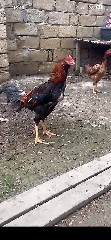 heyrətilər: Heyratı xoruzu satılır 9 aylıq 80 manata Real alıcılar əlagə — 3