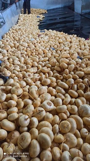 Промышленные холодильники и комплектующие: Сдаются в аренду холодильники промышленные для сельскохозяйственных — 5