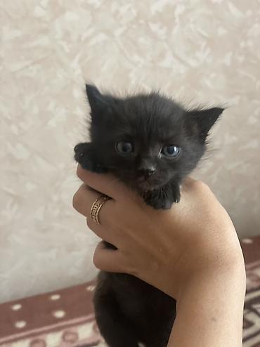 Мышыктар: Котята домашние, короткошёрстные, из одного помёта. Окрас: - — 3