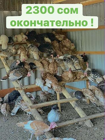 простые птички: Индюшки Индюки 

На Откорм 

Цена оптом окончательная !!!🦃 — 1