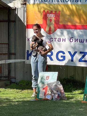 Иттер сатылат: Щенки Американского Булли с полным пакетом документов — 1