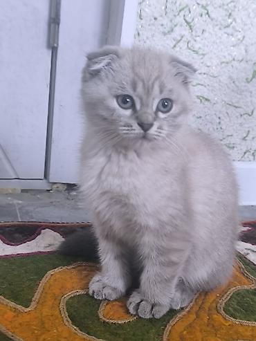 кошка шотландская вислоухая: Шотландский вислоухий котёнок (Scottish Fold) - Окрас — 10