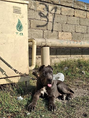 sort itler: Kane-Korso, 5 ay, Erkək, Peyvəndli, Ünvandan götürmə — 4