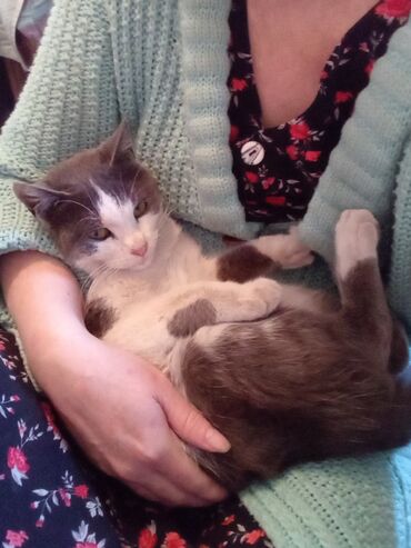 шотландский кот прямоухий: Томас ищет дом.Отдам в хорошую руку.Очень умный,чистый.
Ему 8 месяцев