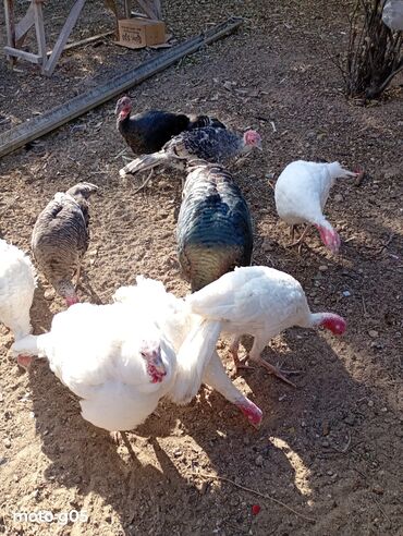 Hinduşka: Dişi, Kanada, Amerika, Damazlıq, Ünvandan götürmə — 1