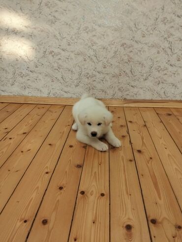 it pişik: Akita-inu, 2 ay, Erkek, Peyvəndli, Ödənişli çatdırılma