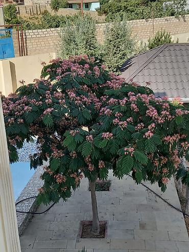 Köhnə tikili: İki mərtəbəli 4 Otag 142kv.m 8.5 sot Xüsusi Mülkiyyət, yaşayiş -da lalafo.az — 21 Köhnə tikili: İki mərtəbəli 4 Otag 142kv.m 8.5 sot Xüsusi Mülkiyyət, yaşayiş — 21