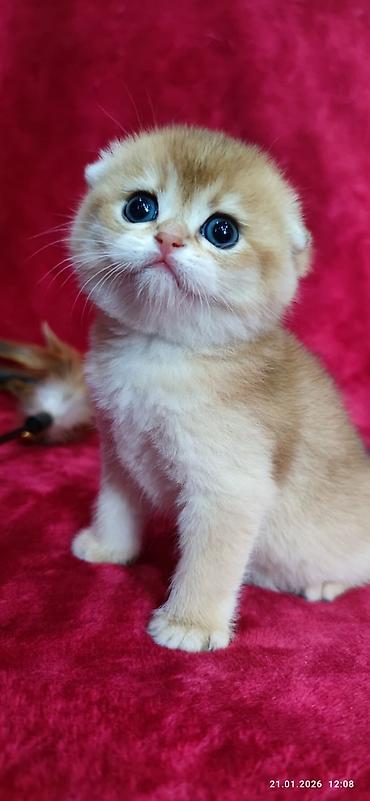 Продажа кошек: Скотиш Фолд (Шотландская вислоухая), 2 месяца, Мальчик, Золотая шиншилла — 13