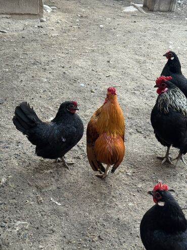 Куры, петухи: Продаю | Куры, Петух — 2
