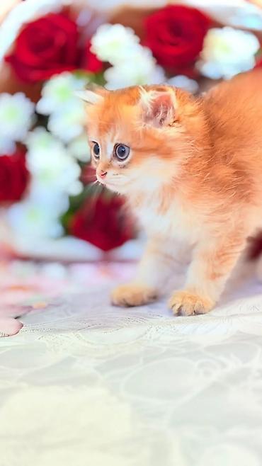 scottish fold satilir: Şotland — 1