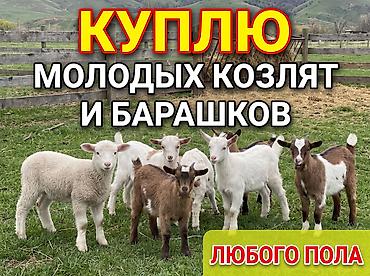 Үй жаныбарлары: Жеке жак : Эчкилер, текелер, Бакма коёндор, Кочкорлор, койлор, | Бардык шартта — 1