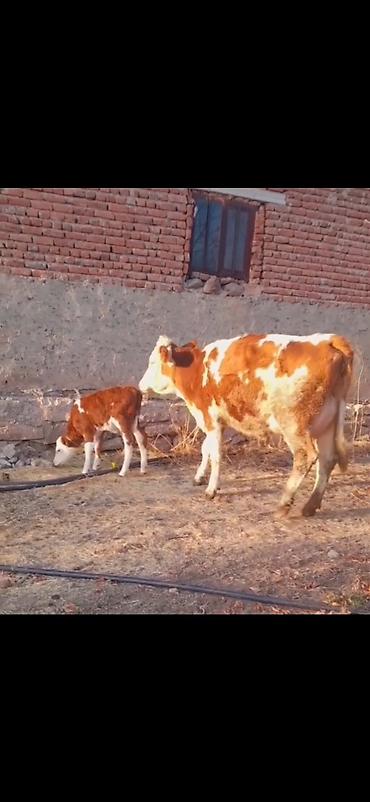 Inəklər, öküzlər: Simental tipli inək və balası - Rəng: qırmızı-ağ alaca - Ana inək -da lalafo.az — 9 Inəklər, öküzlər: Simental tipli inək və balası - Rəng: qırmızı-ağ alaca - Ana inək — 9