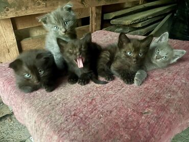американская кошка маргай: Кошка даром: Скотиш Фолд (Шотландская вислоухая), 2 месяца, Девочка, Метис, Приучена к лотку, Проглистована